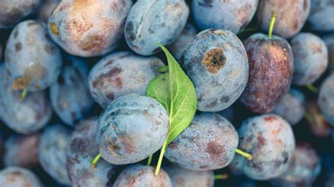 sweetie plum|Sugar Plums: Their Surprising Origins, Explained .